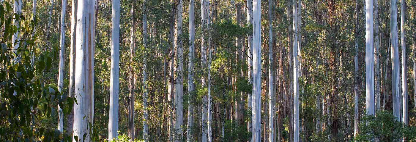 photo of gum trees