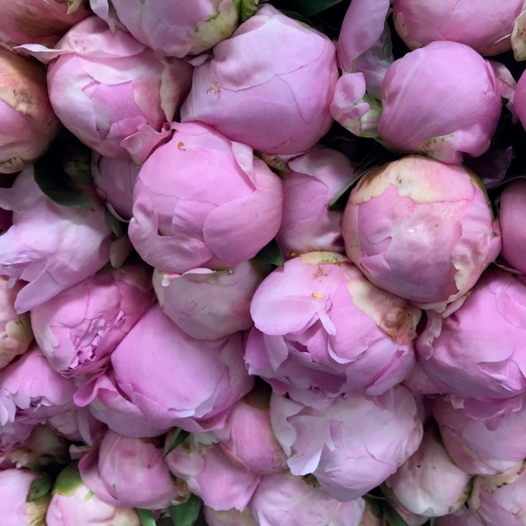 photo of flowers