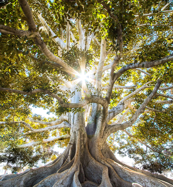 Tree with sunlight shining through